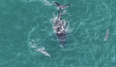 Drone Captures Dolphins Guiding Lost Humpback Whale to Deeper Water