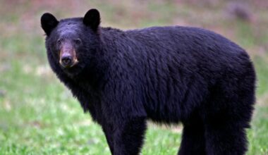 Another black bear spotted in Licking County, ODNR says