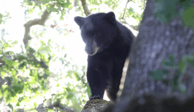 Ohio collars first female black bear to study expanding species in region
