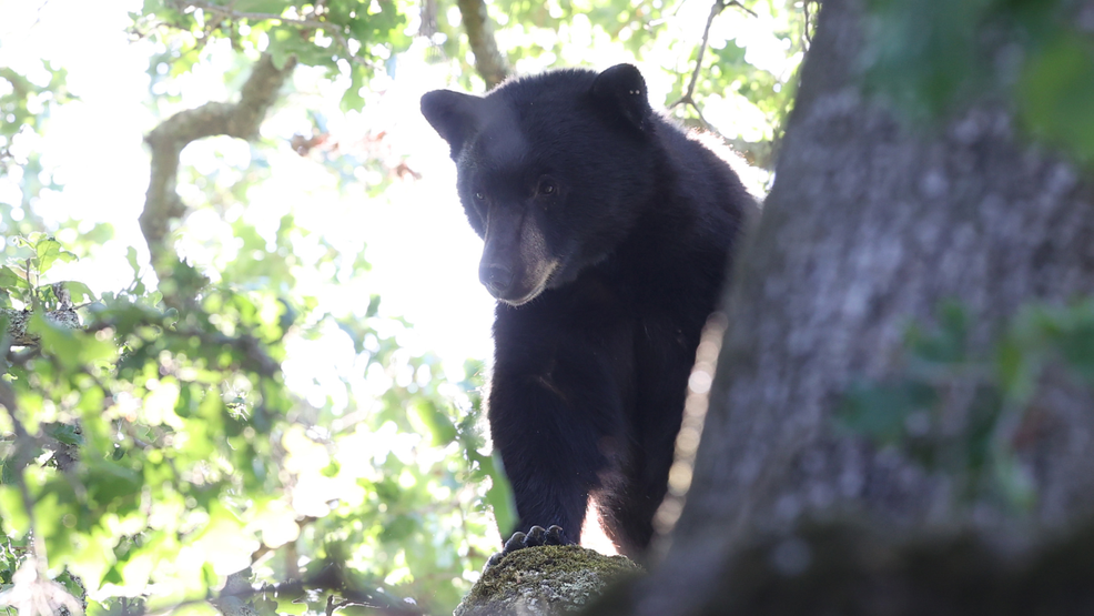 Ohio collars first female black bear to study expanding species in region