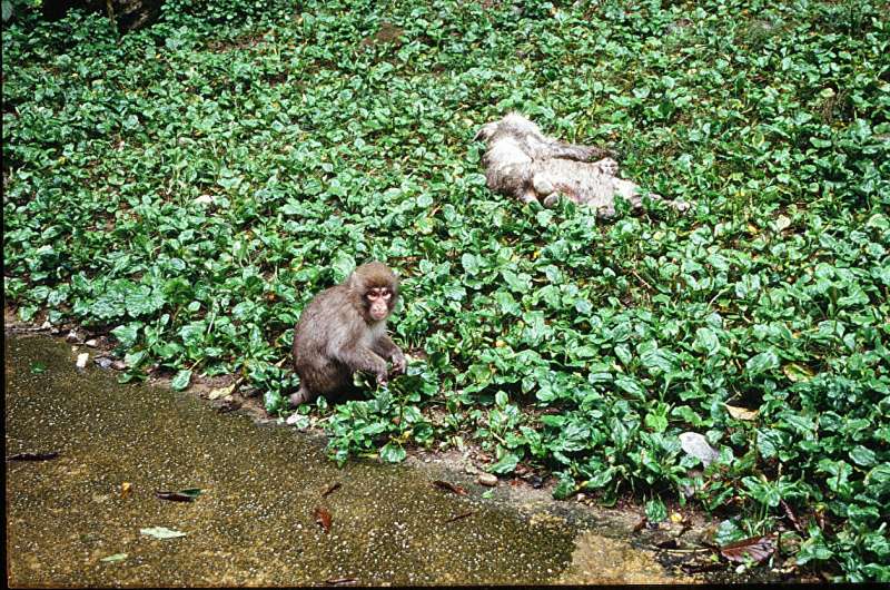 Echoes of grief: Do macaques mourn their loved ones like humans?
