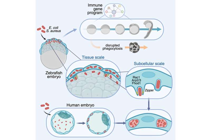 Embryos can eliminate bacterial infections before forming their immune system, a new research shows