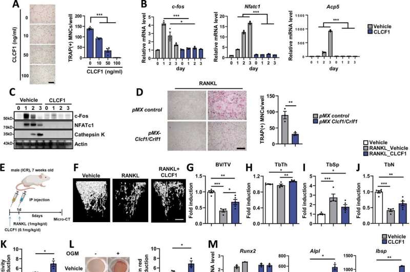 Exercise-induced protein revives aging muscles and bones