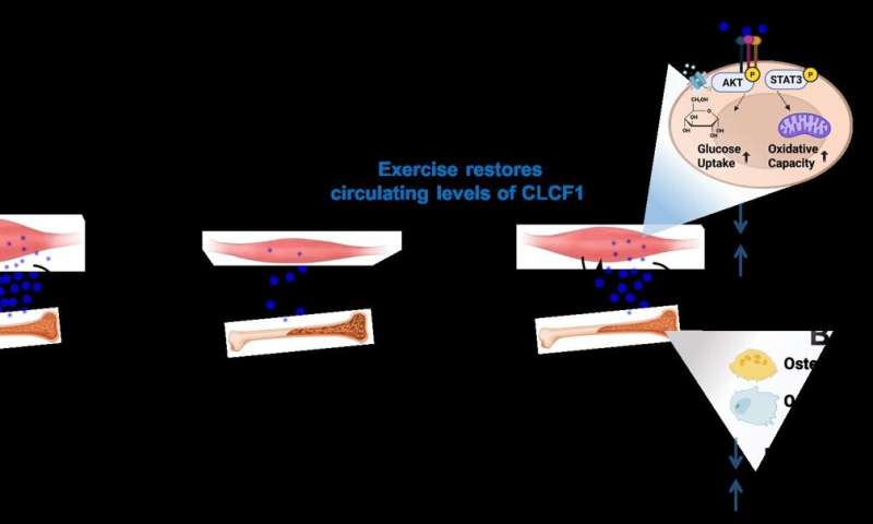 Exercise-induced protein revives aging muscles and bones