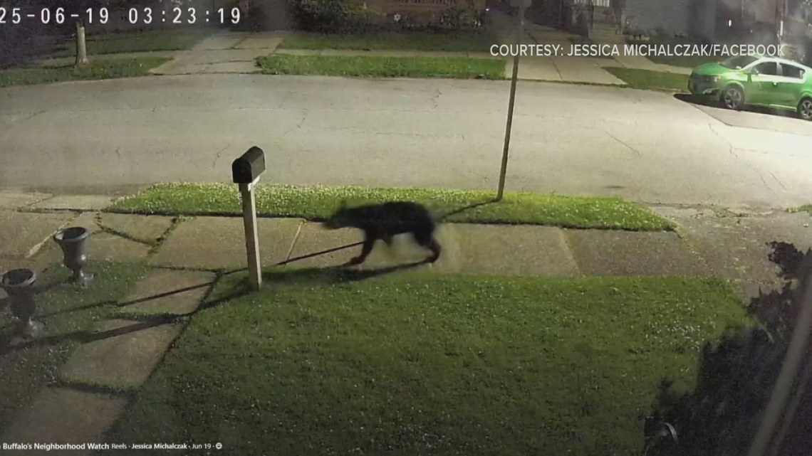 Juvenile bear sighting reported in South Buffalo