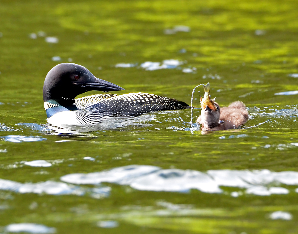 Vermont loons set record for number of active nests
