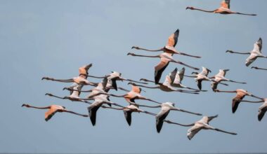 Largest group of flamingos in a decade spotted in Florida Everglades