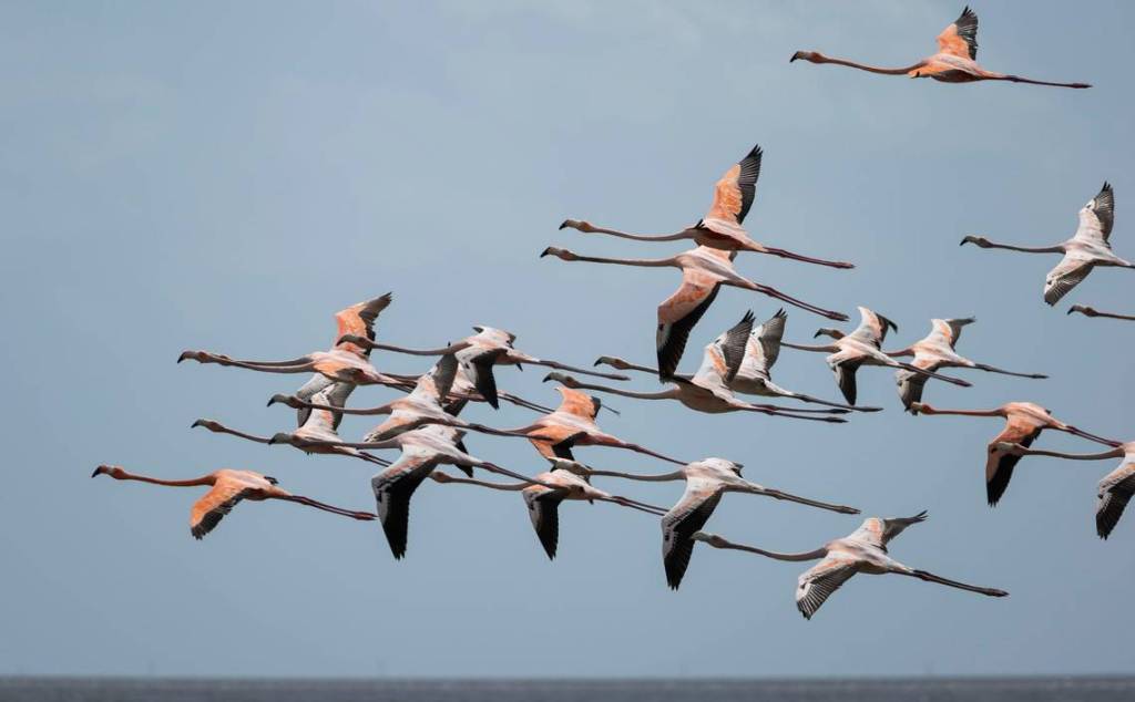 Largest group of flamingos in a decade spotted in Florida Everglades
