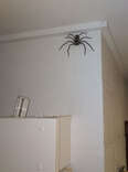 Woman Has Shared Her Home With A Giant Spider For The Past Year