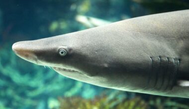 Woman likely bitten by shark at Jones Beach, officials say