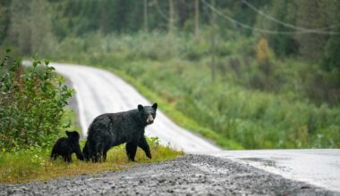 Bear sighting reports in Reidsville