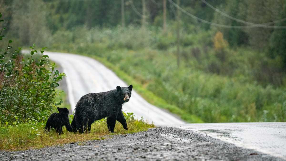 Bear sighting reports in Reidsville