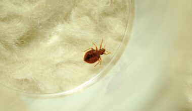Dallas-Fort Worth ranks 5th in worst bed bug-infested areas in the U.S., study says