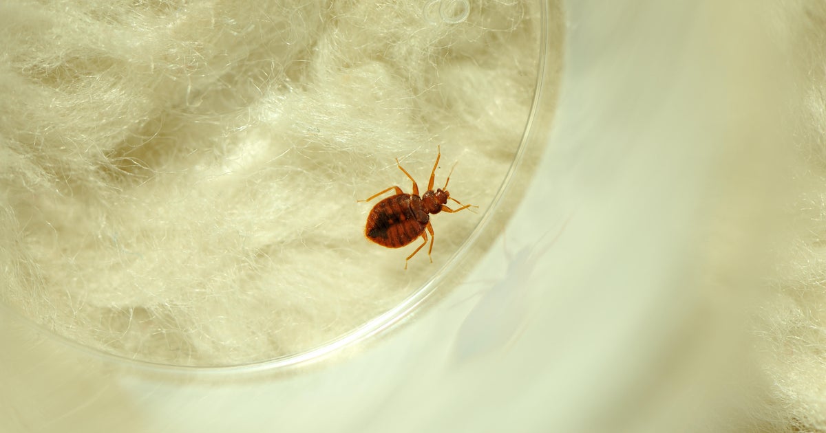 Dallas-Fort Worth ranks 5th in worst bed bug-infested areas in the U.S., study says