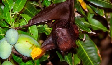 Virus Discovery Among Bats in China Fruit Orchards Draw Exposure Concerns : ScienceAlert