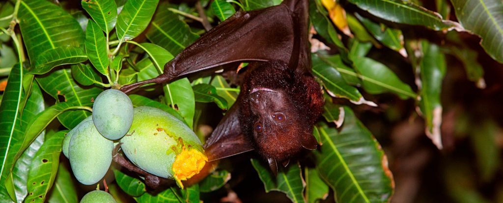 Virus Discovery Among Bats in China Fruit Orchards Draw Exposure Concerns : ScienceAlert