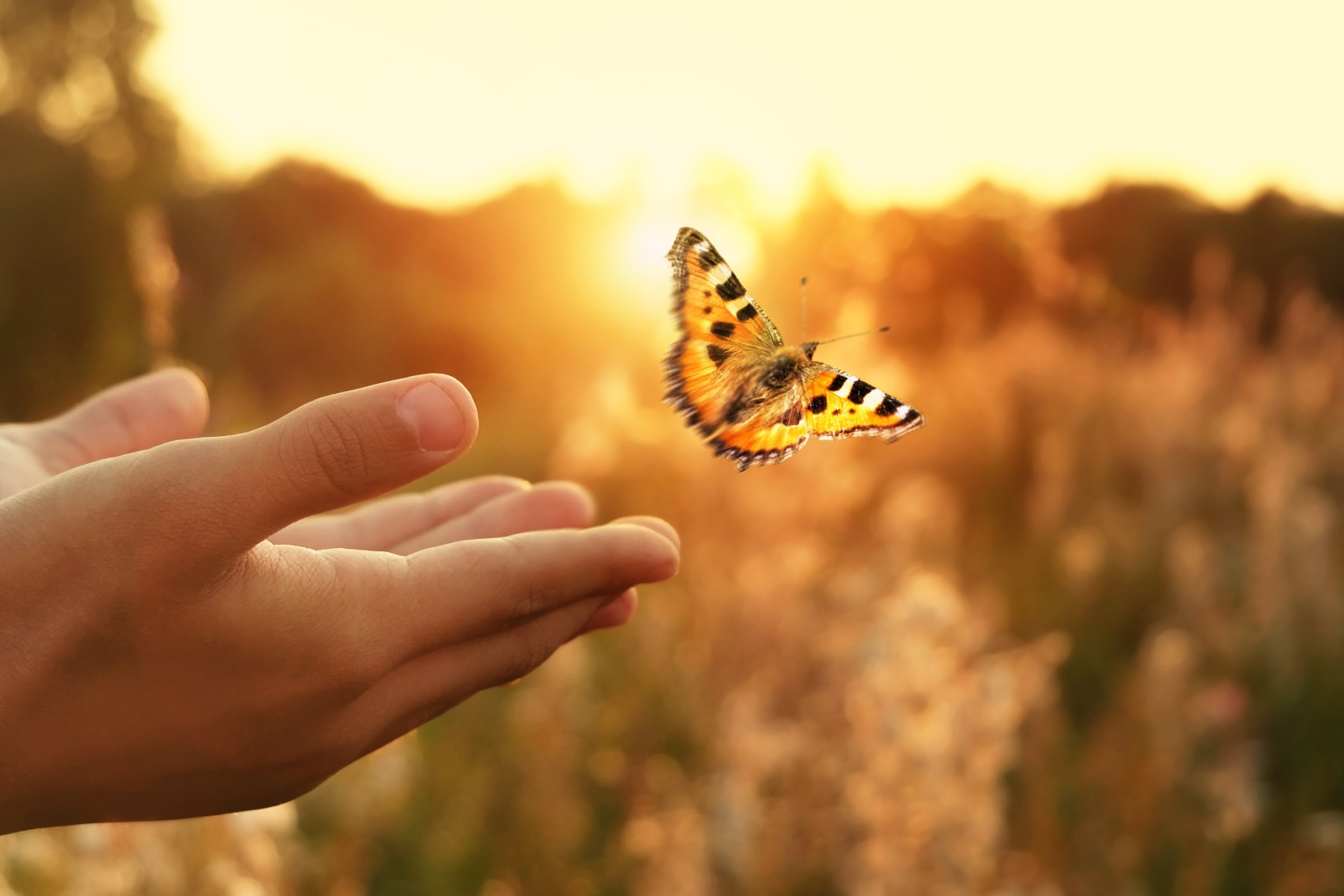 hands letting a butterfly fly away