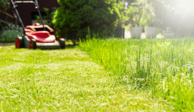 Grass cutting, there's no need for it! · TheJournal.ie