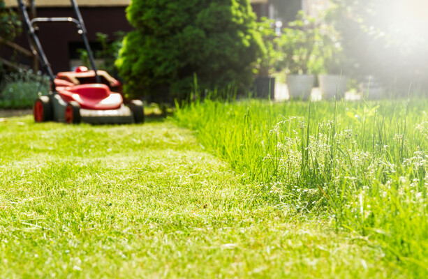 Grass cutting, there's no need for it! · TheJournal.ie