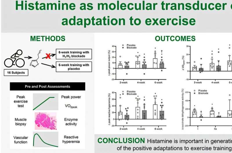 High levels of antihistamine drugs can reduce fitness gains, study finds