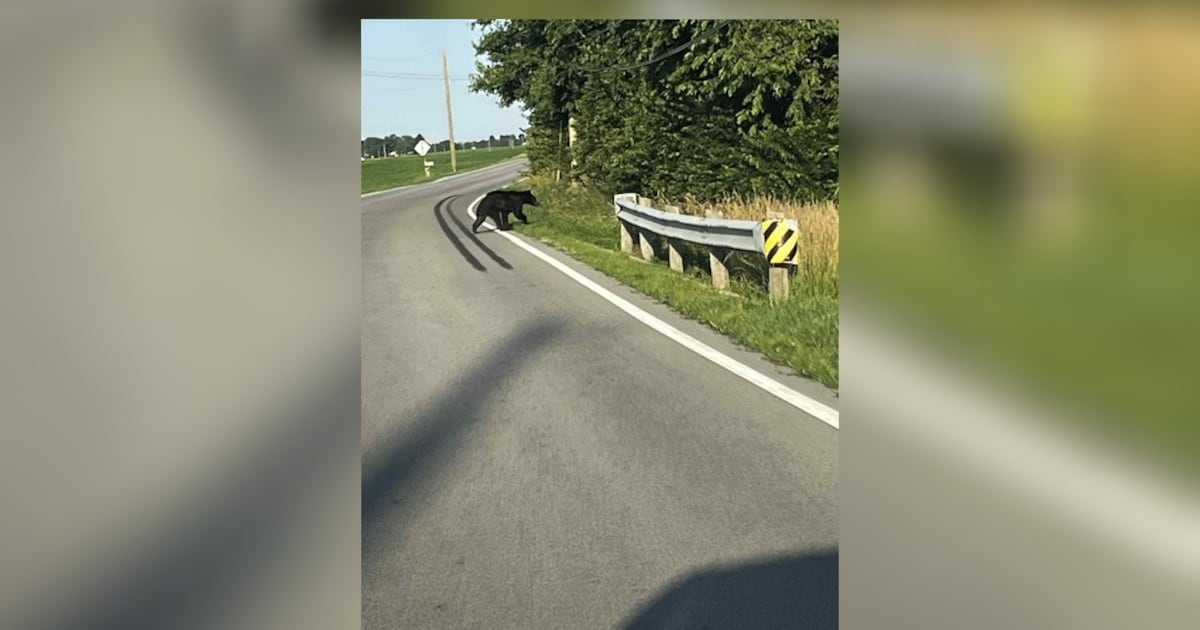 Black bear spotted in Greene County – WHIO TV 7 and WHIO Radio
