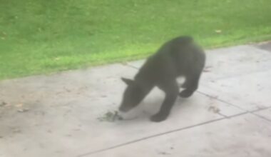 ‘Saw our friendly neighborhood bear;’ Homeowners react as black bear sightings grow in Miami Valley – WHIO TV 7 and WHIO Radio