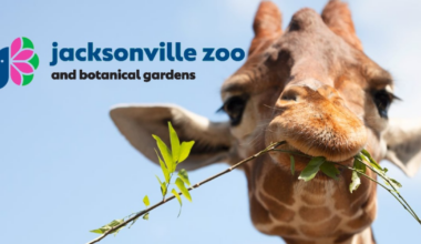 Jacksonville Zoo offering $5 tickets on select days in July – Action News Jax