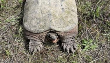 Large snapping turtle found roaming near river in Northeastern WA – KIRO 7 News Seattle