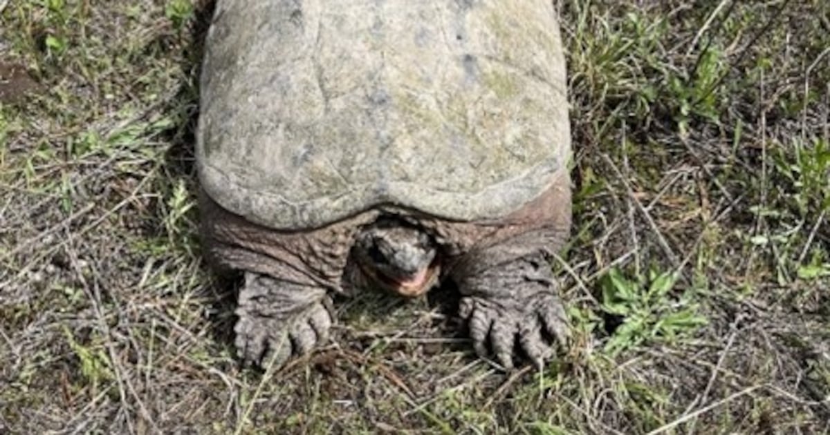 Large snapping turtle found roaming near river in Northeastern WA – KIRO 7 News Seattle
