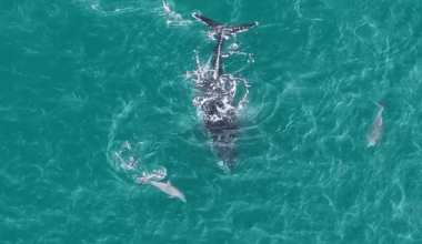 Video: Watch As Friendly Dolphins Help Lead A Lost Humpback Whale In Australian Bay Into Deeper Waters
