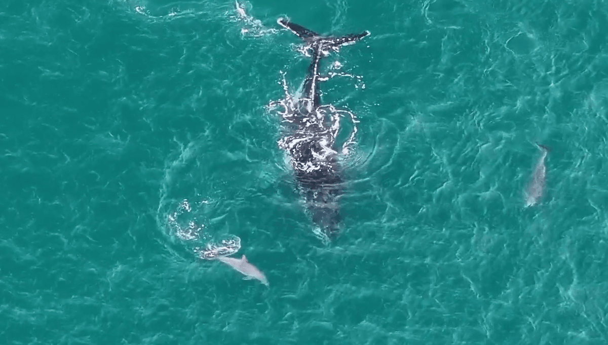 Video: Watch As Friendly Dolphins Help Lead A Lost Humpback Whale In Australian Bay Into Deeper Waters
