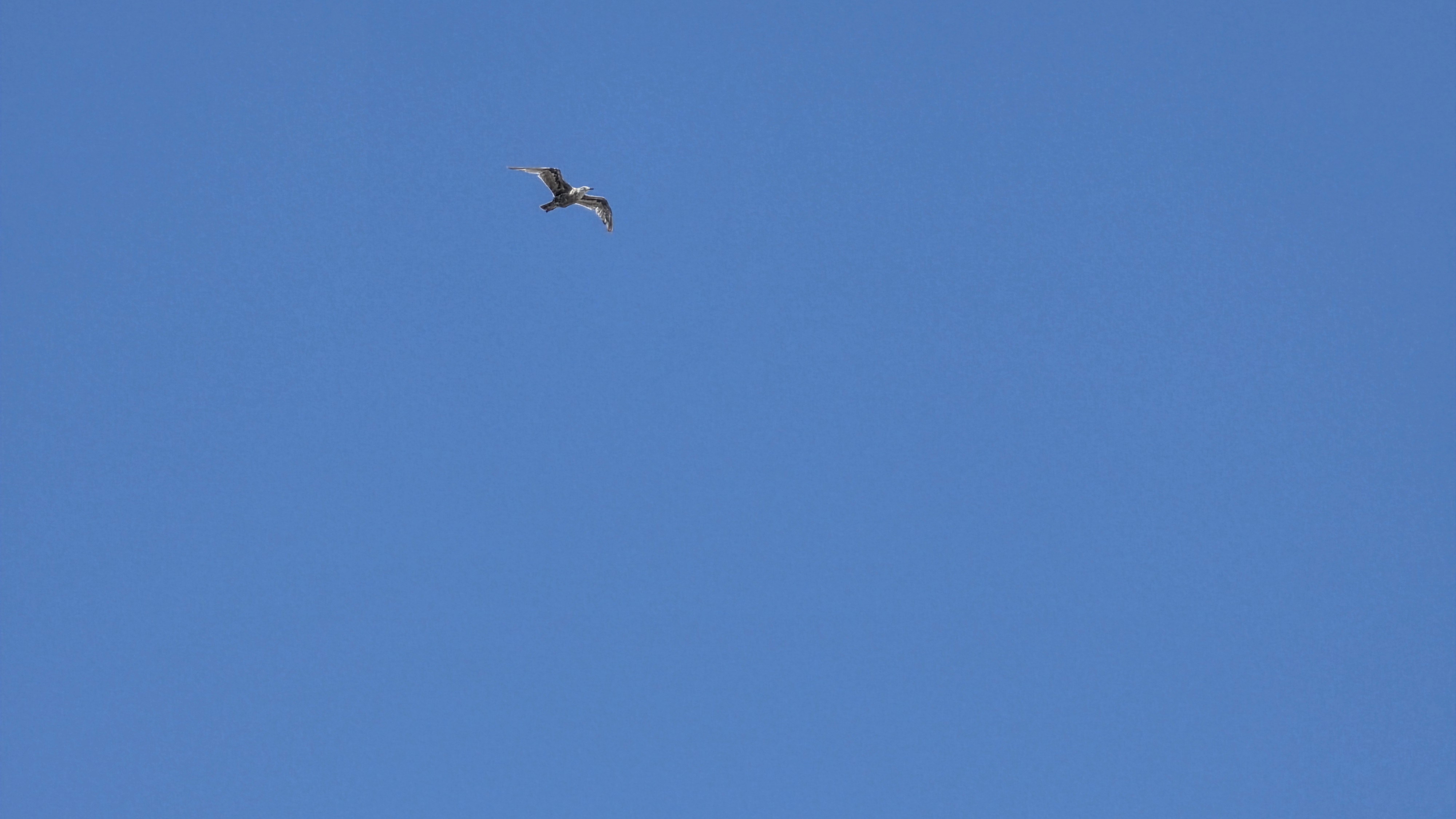 iPhone 16 Pro Max vs Samsung Galaxy S25 Ultra boardwalk test