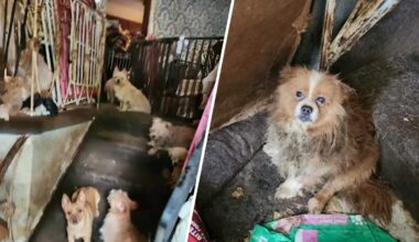 80 dogs found in dead woman’s Brooklyn home – NBC New York