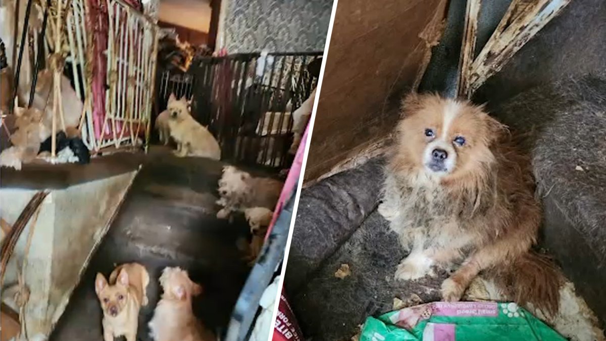 80 dogs found in dead woman’s Brooklyn home – NBC New York