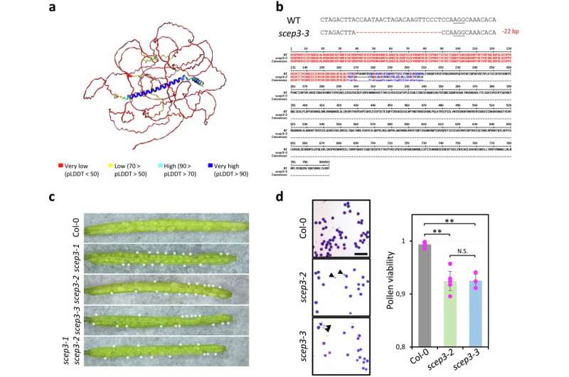 IPK research team discovers SCEP3 as a key protein for meiosis