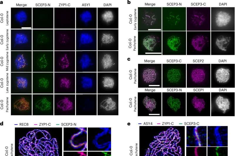 IPK research team discovers SCEP3 as a key protein for meiosis