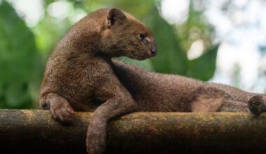 Meet The Jaguarundi: The "Otter Cat" That Is One Of The World's Least Studied Felids