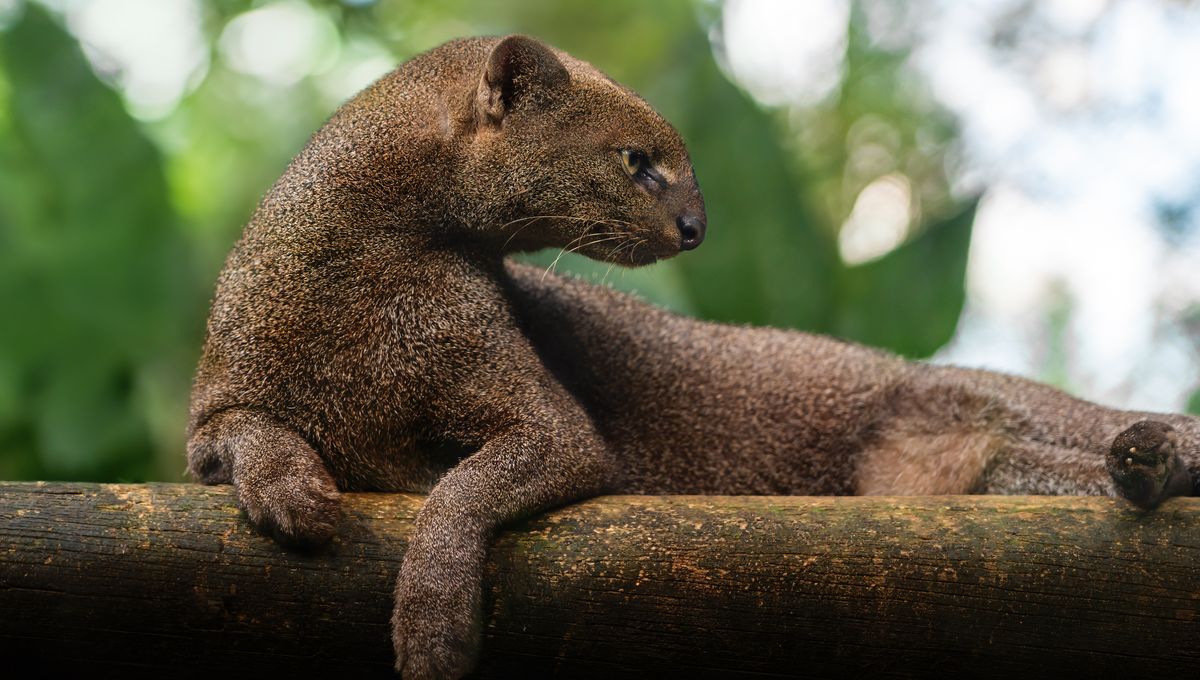 Meet The Jaguarundi: The "Otter Cat" That Is One Of The World's Least Studied Felids