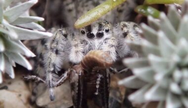 Entire Genus of Jumping Spiders Found Hidden in New Zealand : ScienceAlert