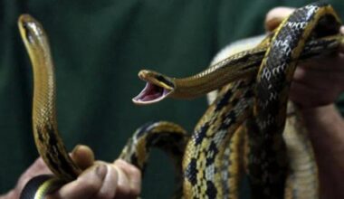 Snakes on a plane bound for India, again