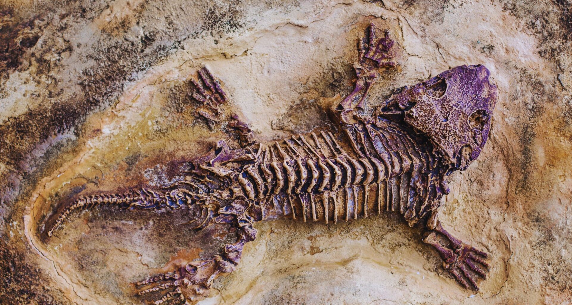 Largest Ever Prehistoric Possum Found In Texas Sheds New Light On Marsupial Evolution