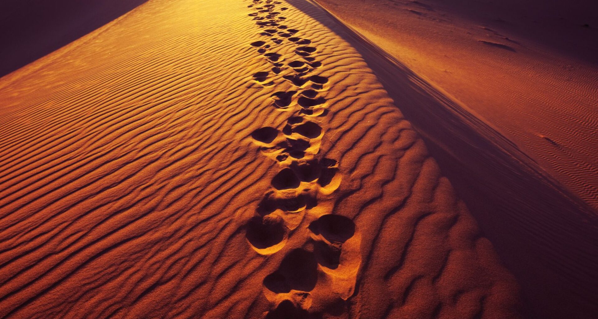 Lost Species Makes A Miraculous Return In Saudi Arabia’s Desert Oasis!