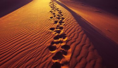 Lost Species Makes A Miraculous Return In Saudi Arabia’s Desert Oasis!