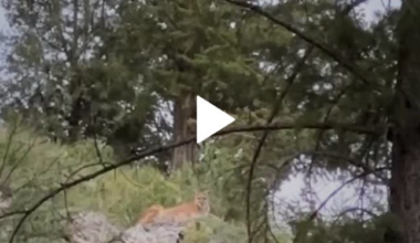 Mountain lion stares down the camera