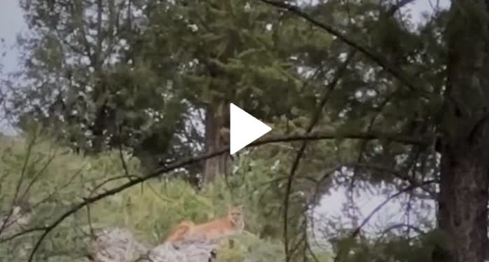 Mountain lion stares down the camera