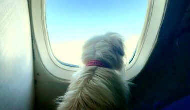 North Texas pets fly north with Wings of Rescue this summer – NBC 5 Dallas-Fort Worth