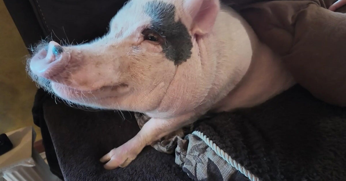 Staten Island family fights to keep beloved pet pig Lucy after 311 complaint