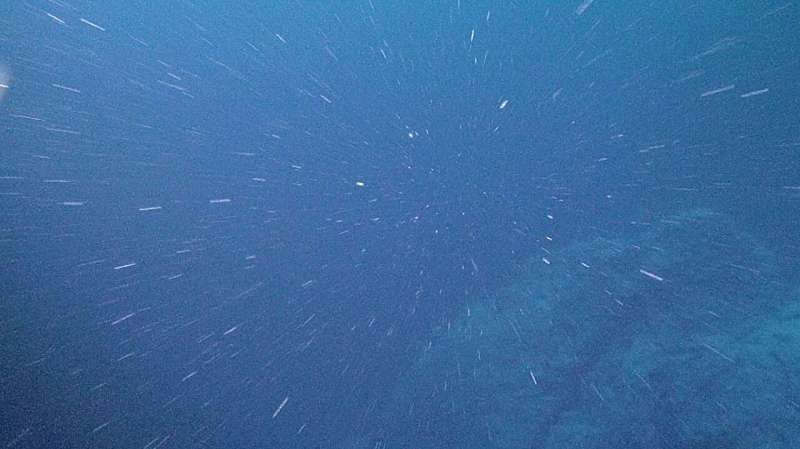 New research uncovers surprising physics of 'marine snow'