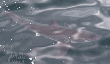 Whale watchers spot 2 great white sharks in waters off Gloucester