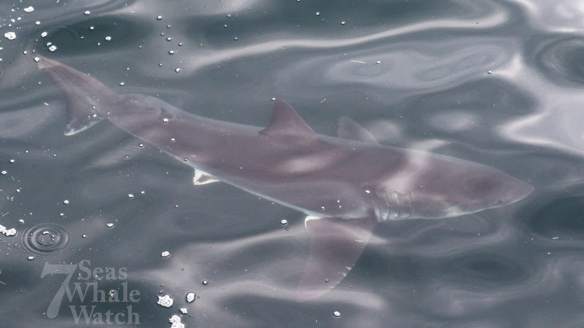 Whale watchers spot 2 great white sharks in waters off Gloucester